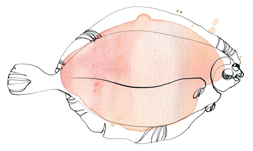 Fisk