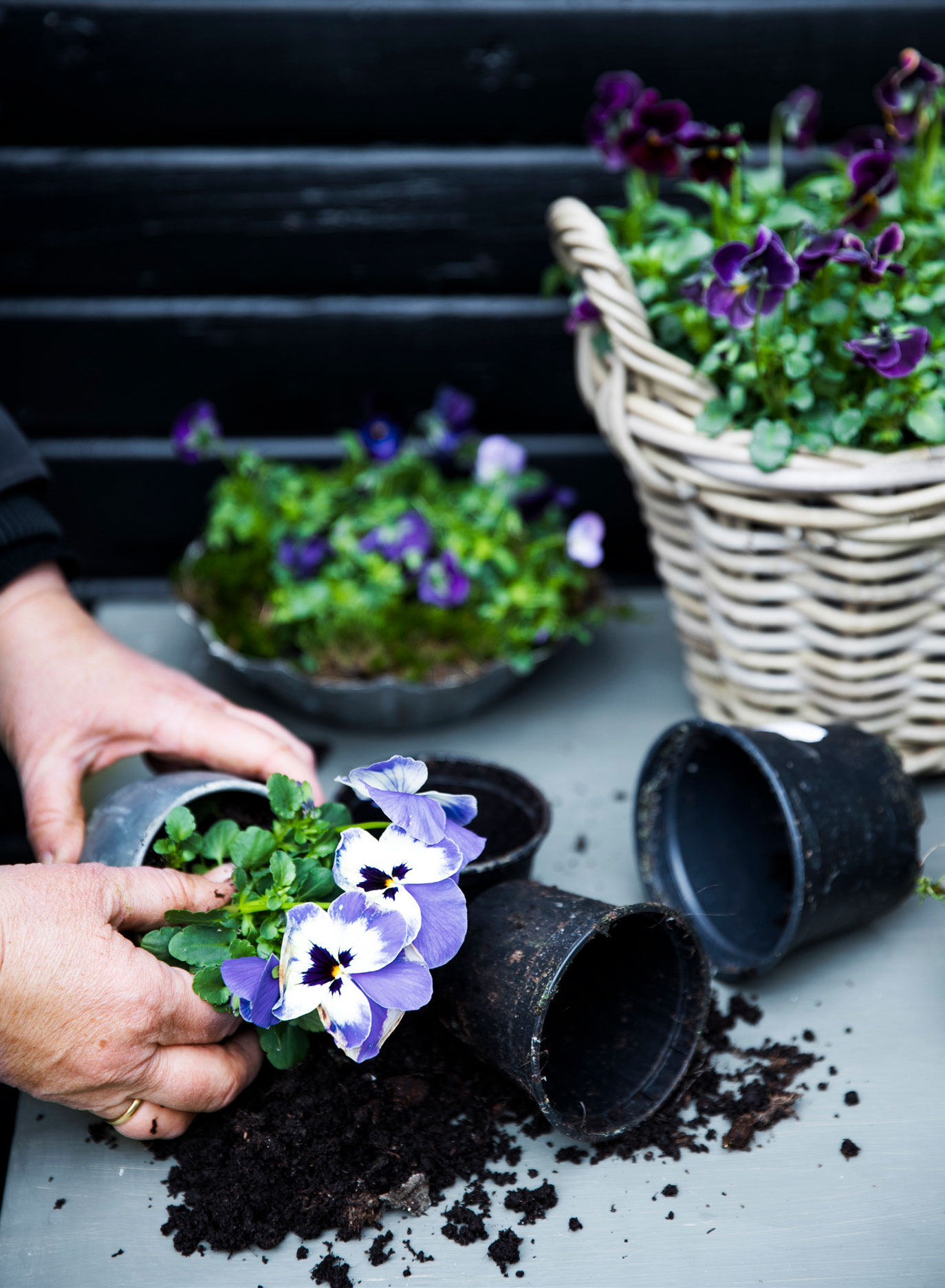 Det er oplagt at plante stedmoderblomsterne i dekorative beholder.