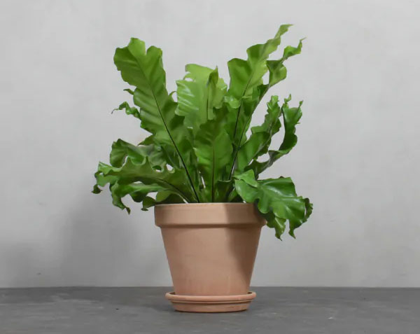 Asplenium nidus. Foto: Greenify