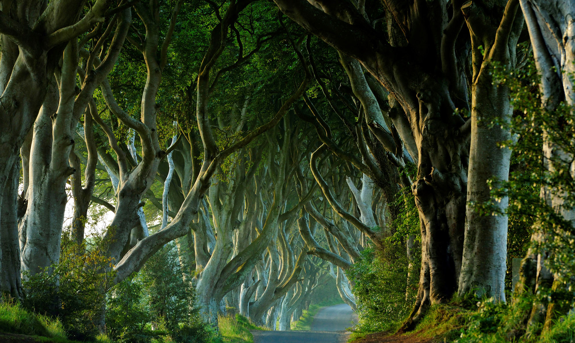 Dark Hedges. Game of Thrones