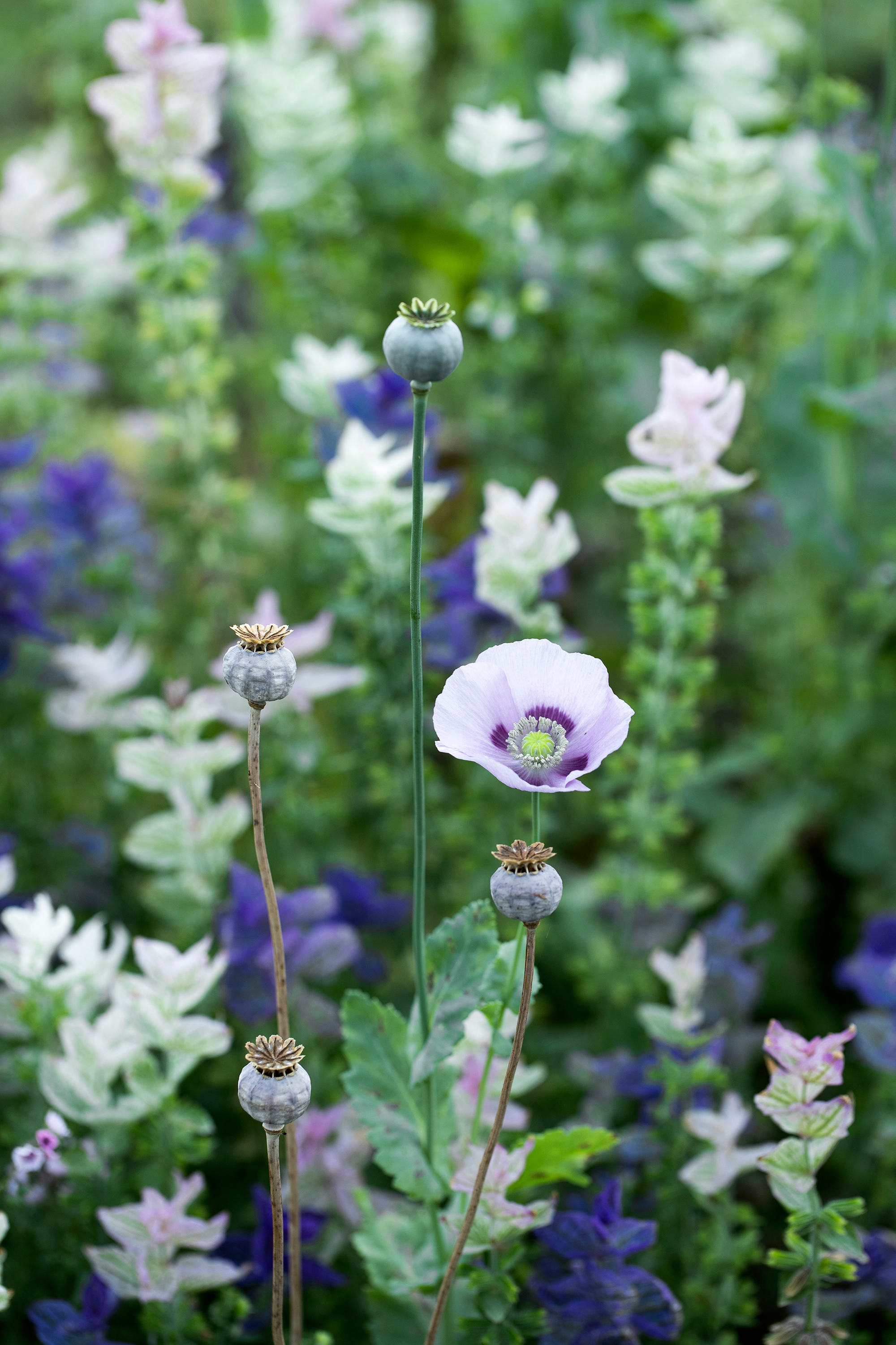 blomster4.jpg