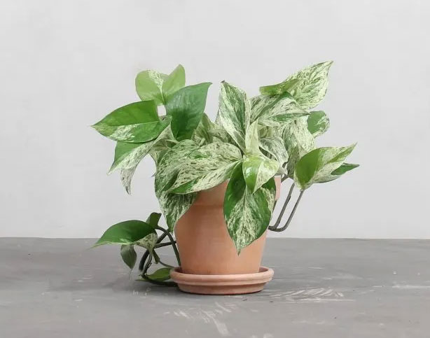 Marble Queen