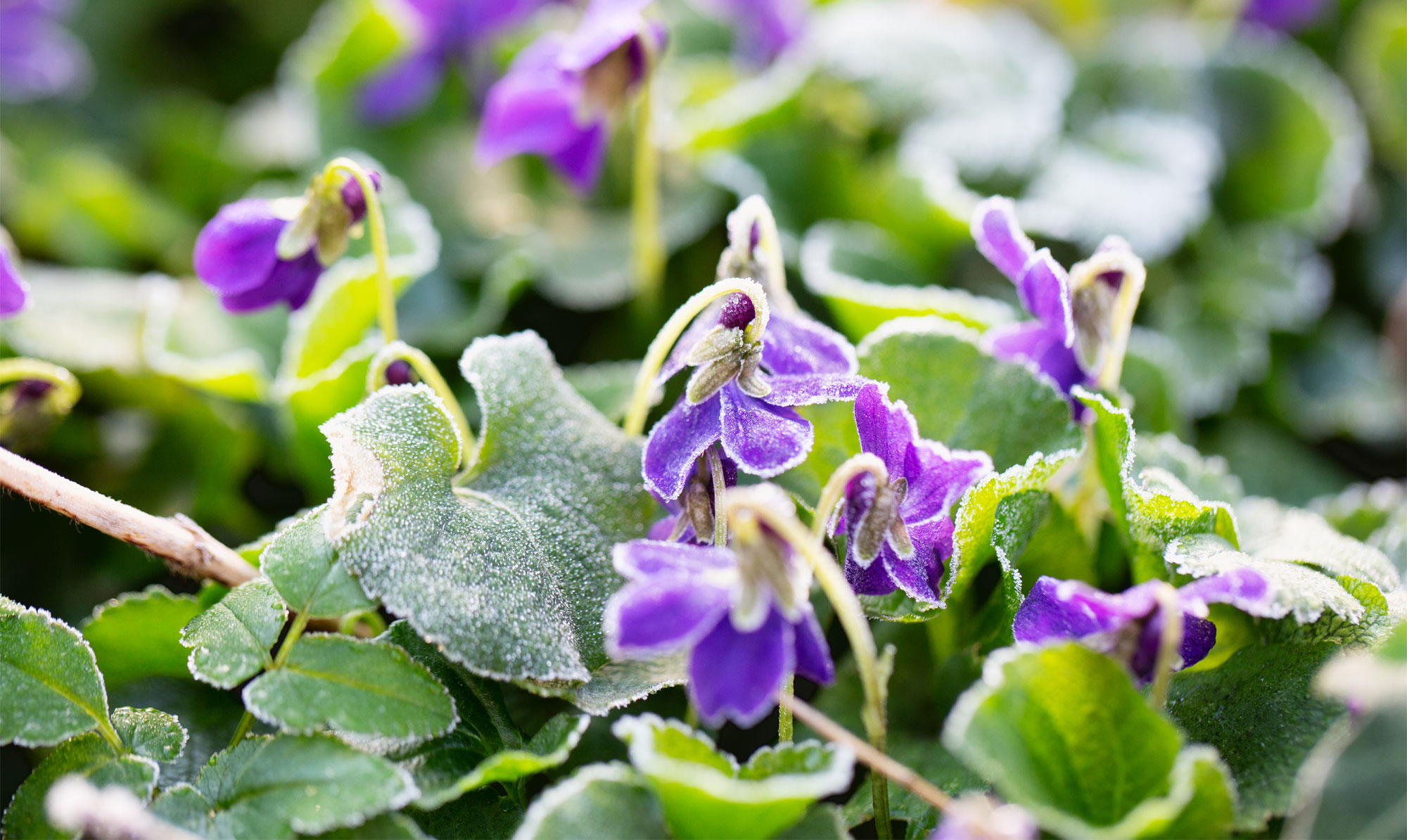 Stedmoderblomster og hornvioler er robuste planter og klarer snildt lidt nattefrost. Stedmoderblomster og hornvioler