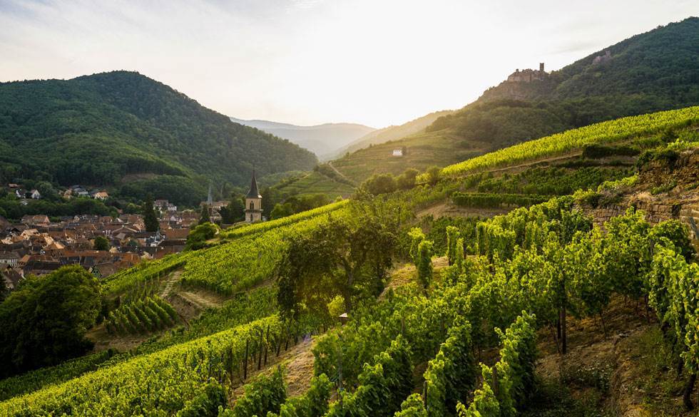 Skal du udleve din franske vindrøm i Alsace? Vinmarker i Alsace